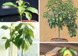 7 фруктів, які легко виростити вдома
