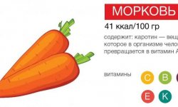 Як правильно їсти моркву: способи і правила вживання, корисні властивості і шкода моркви для організму