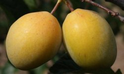 Золота зливу: плюси і мінуси, опис, посадка і догляд