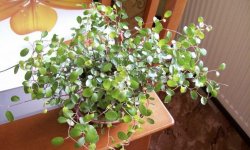 Мюленбекія: догляд в домашніх умовах, фото