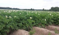 Картопля сорту Личак: характеристика і опис, вирощування і урожайність, фото