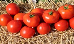 Томат &laquo;Тетяна&raquo;: характеристика і опис сорту, фото, врожайність, посадка і догляд