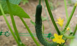 Огірки сорту Китайський холодостійкий F1: вирощування і особливості догляду, плюси і мінуси, фото