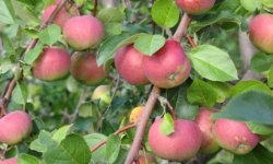 Яблуня сорту ВЕМ-Рожевий: опис і характеристика сорту, особливості та правила вирощування дерева на ділянці, фото