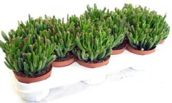 Крассула хоббіт: догляд в домашніх умовах, фото, розмноження, формування крони, хвороби