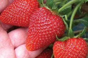 Полуниця Румба: опис і характеристика сорту, посадка і догляд, фото, відгуки