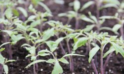 Томат &laquo;Золота рибка&raquo;: характеристика і опис сорту, врожайність, вирощування і догляд, фото, відео