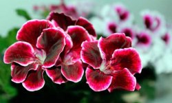 Герань взимку: догляд в домашніх умовах, обрізка