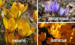 Квіти крокуси: посадка, вирощування і догляд у відкритому грунті восени, фото, інструкція про те, як збирати і сушити