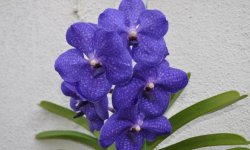 Найкрасивіші орхідеї: ТОП-13 кращих видів і їх опис, фото