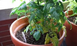 Хвороби розсади томатів: опис і способи їх лікування, фото, відео