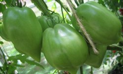 Томати &laquo;Минусинские&raquo;: характеристика і опис сорту, фото, врожайність, вирощування