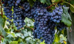 Що можна приготувати з винограду «Ізабелла»: кращі рецепти, як зробити заготовки на зиму
