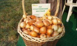 Лук сорти «Стригуновский»: опис та характеристика, агротехніка вирощування та догляду за посадками, фото