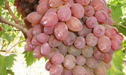 Виноград Красохіной: характеристика сортів, вирощування і догляд, фото