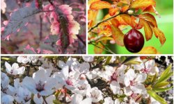 Слива розчепірена: сорти, опис і особливості, вирощування і догляд в домашніх умовах, фото