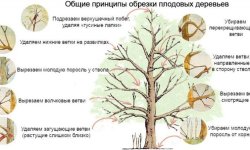 Як правильно обрізати стару яблуню: навесні або восени, докладна інструкція для початківців, відео