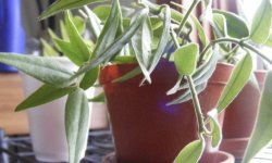 Хойя Белла: догляд в домашніх умовах, фото, розмноження живцями, пересадка