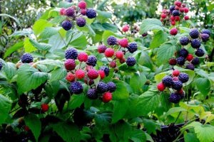 З чим поруч можна садити ожину: сумісність з іншими рослинами і культурами