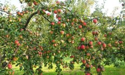 Яблуня Башкирська красень: опис і характеристика сорту, особливості вирощування дерева на ділянці, фото