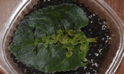 Розмноження фіалок листом в домашніх умовах: покрокова інструкція, оптимальні терміни, подальший догляд, фото, відео