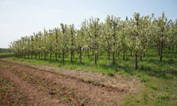 Обрізка черешні: коли і як правильно робити, як формувати, схема обрізки, фото