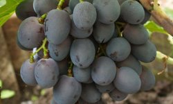 Виноград &laquo;Фуршетний&raquo;: опис сорту, фото, відгуки