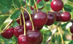 Вишня Кармін Джуел: опис і характеристики сорту, посадка і догляд, розмноження, фото