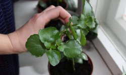 Як і коли можна посадити каланхое в домашніх умовах: підготовка горщика і землі, подальший догляд