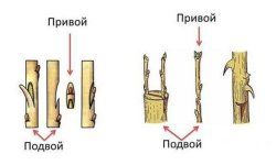 Щеплення абрикоса на сливу: особливості, способи, терміни, покрокова інструкція