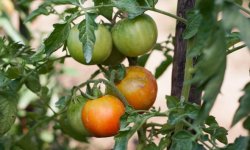 Чому помідори в теплиці не ростуть або ростуть погано: причини, що робити і чим підживити, корисні поради