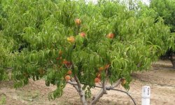 Персик Сибіряк: опис сорту, історія походження, посадка і догляд, фото