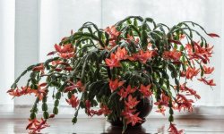 Полив декабриста в домашніх умовах: скільки разів, як часто і як правильно поливати, основні правила