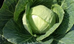 Капуста Червнева: опис і характеристика, плюси і мінуси, вирощування і догляд, фото, відгуки