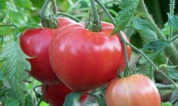 Томат «Рожевий гігант»: характеристика і опис сорту, фото, врожайність, вирощування і догляд