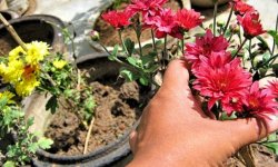 Хризантема кімнатна: опис з фото, посадка, вирощування і догляд в домашніх умовах, як пересадити і обрізати, хвороби і шкідники, фото, відео