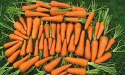 Морква Каскад: опис і характеристика сорту, вирощування і догляд, фото