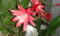 Рипсалидопсис: догляд в домашніх умовах, фото, хвороби, розмноження