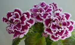 Добриво для фіалок: кращі підгодівлі для цвітіння, інструкція із застосування в домашніх умовах