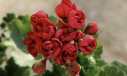 Герань тюльпановідная: догляд в домашніх умовах, фото