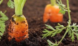 Посадка моркви у відкритий грунт — коли садити? підготовка насіння