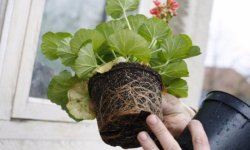 Як правильно пересадити герань в домашніх умовах: покрокова інструкція, коли можна це робити, відео