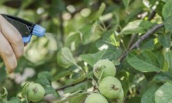 Парша на яблуні і груші: чим обробити, препарати, лікування, фото