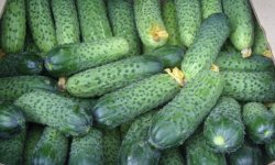 Огірки «Герман F1»: характеристика і опис сорту з фото, врожайність, вирощування і догляд