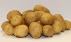 Картопля Латона: опис і характеристика сорту, особливості вирощування та догляду, смакові якості, фото
