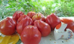 Томат Японський трюфель опис, вирощування і догляд, відгуки, фото