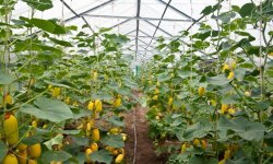 Кабачки в теплиці з полікарбонату: вирощування і догляд, як поливати і чим годувати