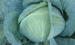 Капуста сорту Анкома: опис і характеристика, вирощування і догляд за капустою в відкритому грунті, фото