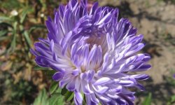 Насіння айстр: правильна висадка