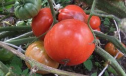 Томат Вічний поклик: характеристика і опис сорту, врожайність, вирощування і догляд, фото